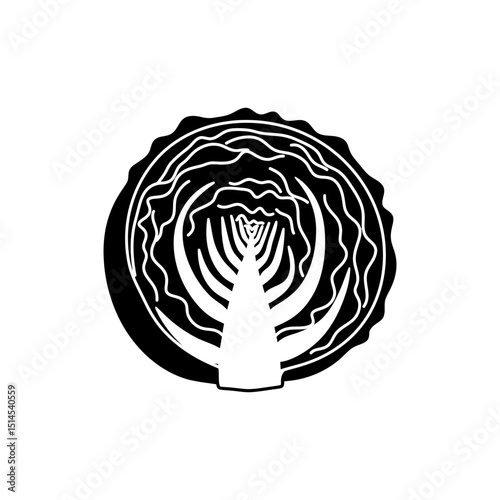 Cabbage Cut Showing Layered Interior Fresh Green Vegetable