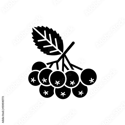 Small Cluster of Dark Chokeberries on White Background