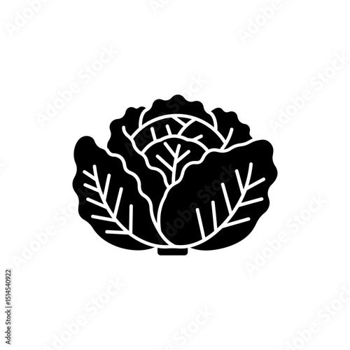 Fresh Green Cabbage with Visible Veins Close-up on White Background