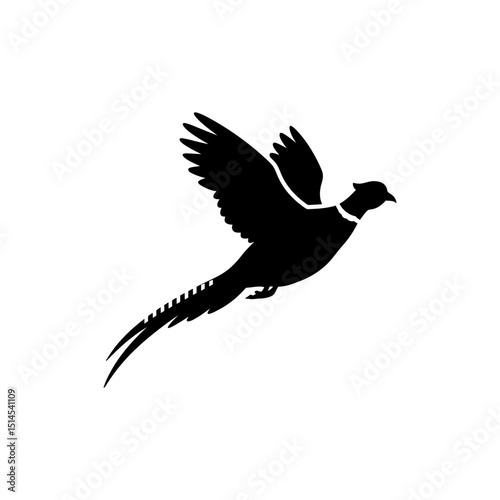 Pheasant Bird in Mid-flight with Wings Spread Isolated on White