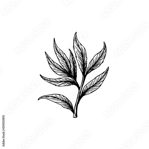 Elegant botanical illustration showcasing delicate leaves and intricate line work
