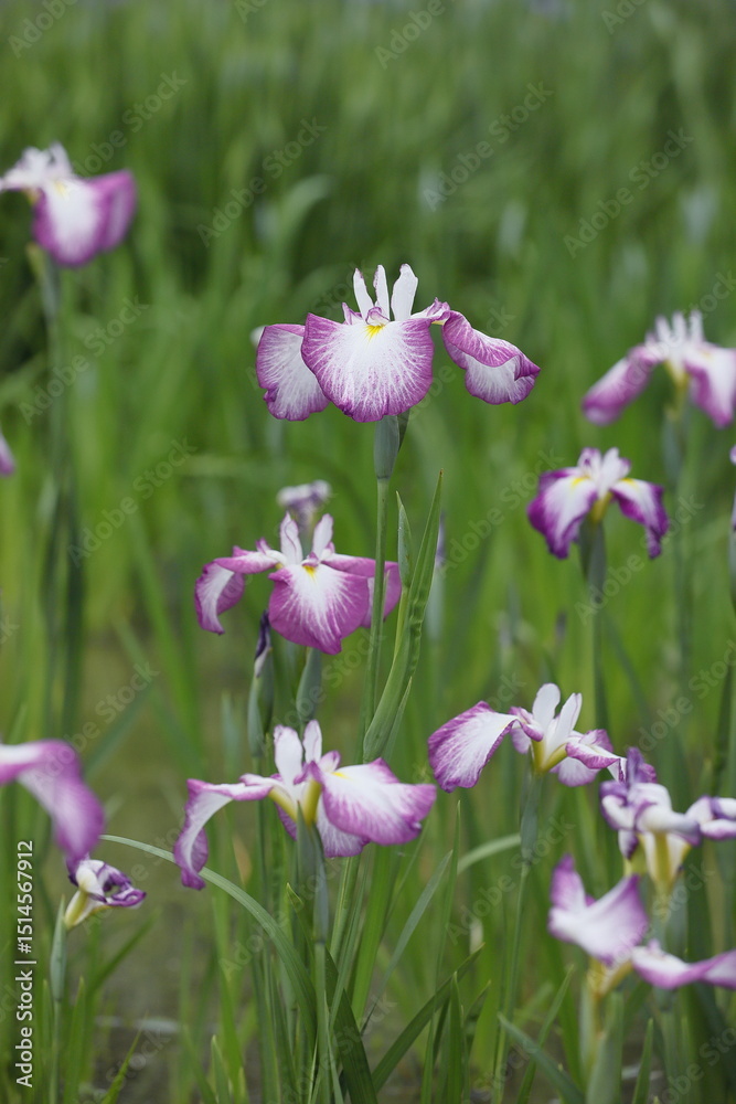 Fototapeta premium 菖蒲園の菖蒲たち