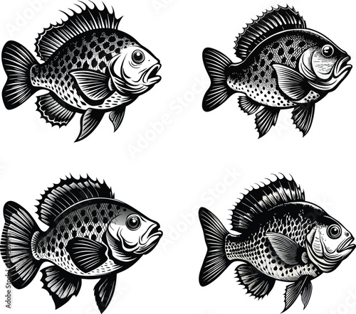 Crappie Fish Silhouette | Hyper-Realistic Black and White Digital Illustration