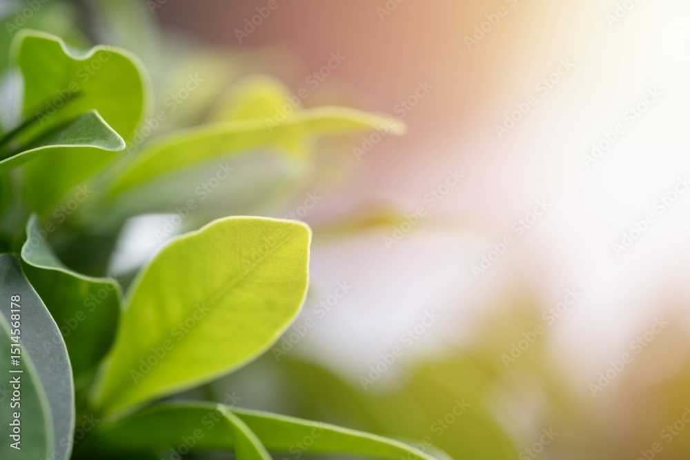 A close-up of green leaves with soft lighting, creating a serene and tranquil atmosphere. A close-up of green leaves with soft lighting, creating a serene and tranquil atmosphere.