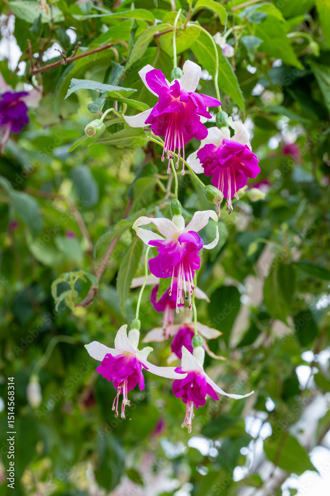 Fototapeta premium Beautiful purple and white fuchsia flowers in the garden.