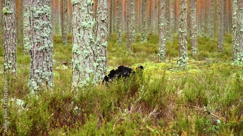 A rare bird - a capercaillie, Tetrao urogallus, roosting in a beautiful pine forest during spring. Landscape of wood grouse mating season.