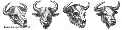 Vintage Engravings of Bull and Cow Skull Illustrations
