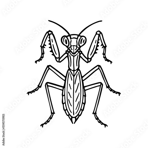 Praying Mantis Line Art - Order Orthoptera
