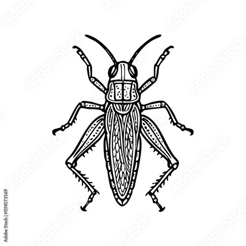 Obraz na płótnie Giant Grasshopper Doodle - Order Orthoptera