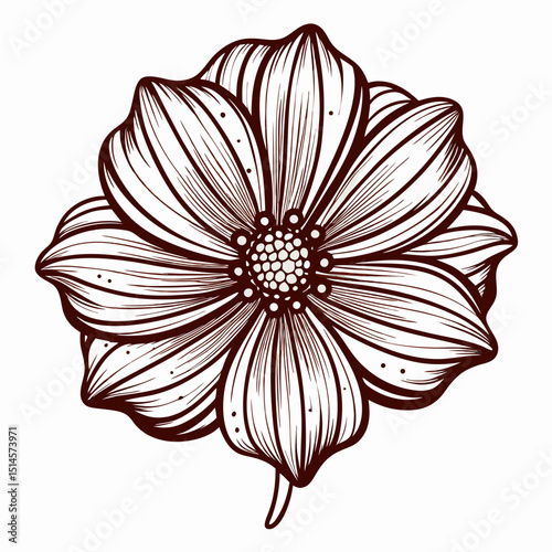 Chocolate Cosmos Bloom Flower Botanical Drawing Line Art Vector Illustration