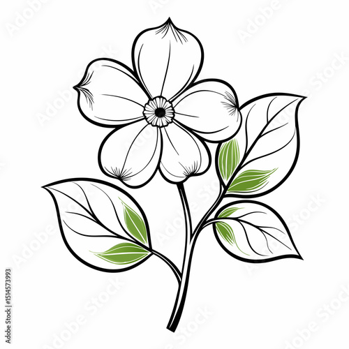Dogwood Bloom Flower Botanical Drawing Line Art Vector Illustration