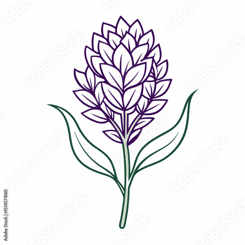 Statice Bloom Flower Botanical Drawing Line Art Vector Illustration