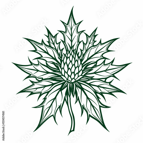 Sea Holly Bloom Flower Botanical Drawing Line Art Vector Illustration