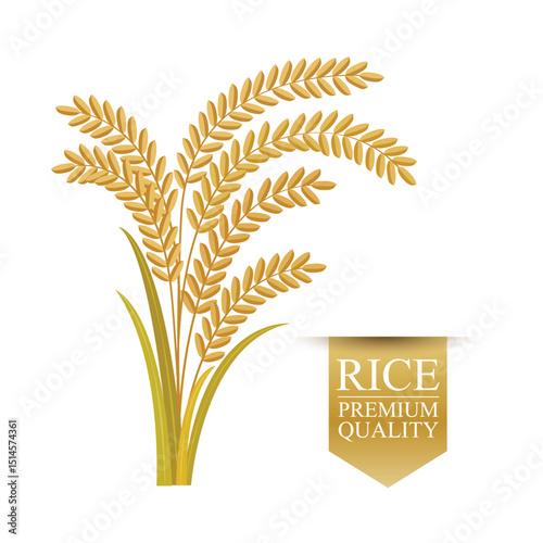 Rice on white background. vector illustration.