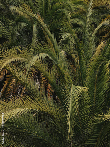 Lush Green Palm Leaves Background