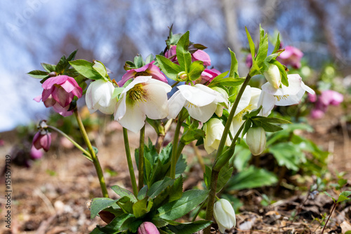 Fototapeta Naklejka Na Ścianę i Meble -  White hellebore flowers blooming in early spring garden.