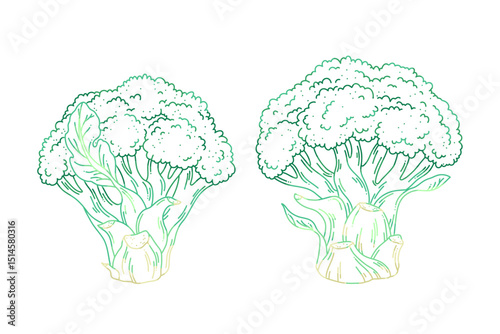 Hand-Drawn Vector Outline of Fresh Broccoli