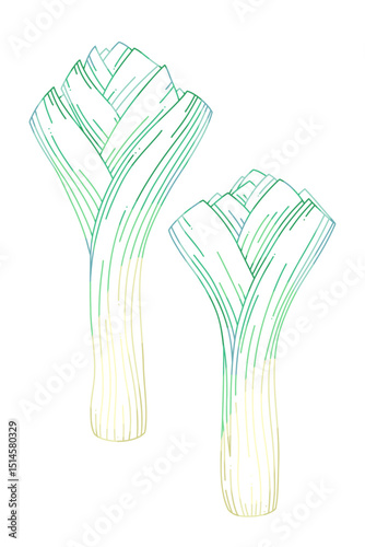 Hand-Drawn Vector Leek Vegetable Illustration