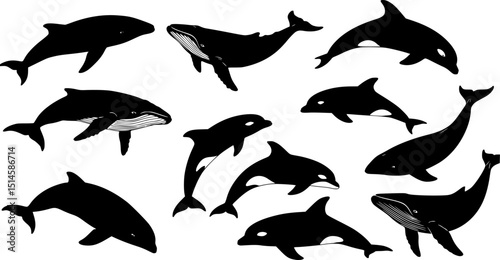 Vector illustration of a whales . dolphin silhouette isolated on white
