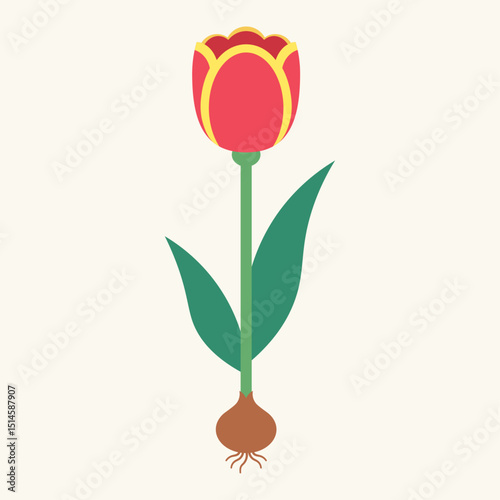 Beautiful flat design illustration of a red tulip with yellow accents, green leaves, and visible bulb with roots. Simple, clean floral graphic ideal for spring, nature, or botanical concepts.