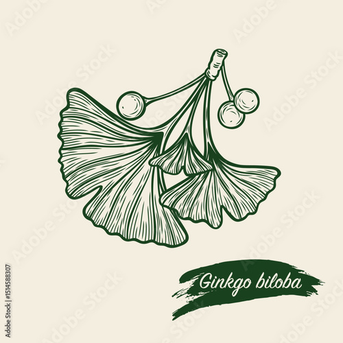 Ginkgo biloba branch with berries