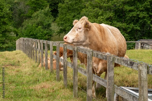 portrait of a brown cow looking over a fence