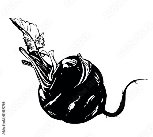 Line sketch of kohlrabi. Vector drawing in engraving style. Botanical illustration of cabbage. Round head and leaves of German turnip on white background.