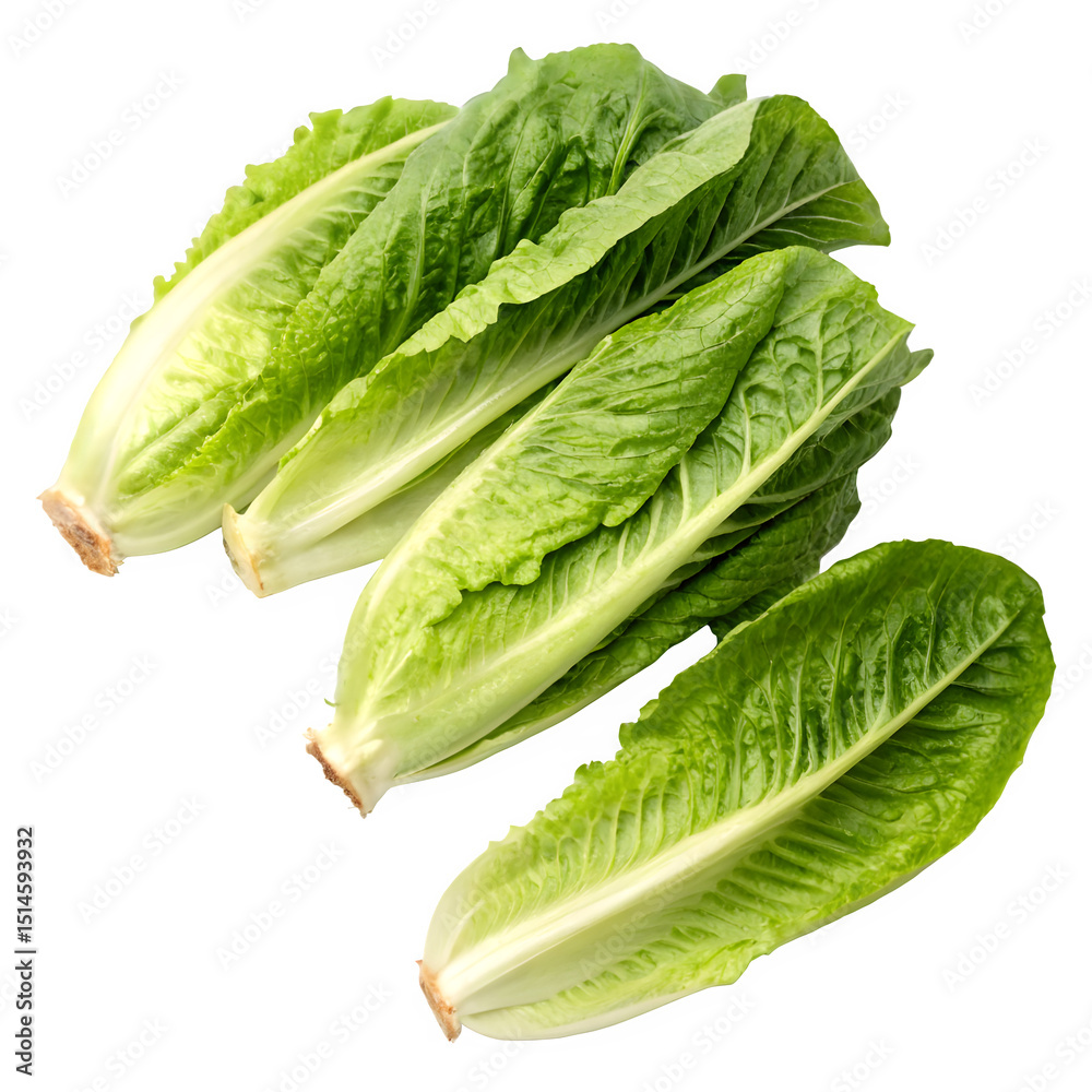 Fresh organic green romaine lettuce leaves isolated on transparent background Generative Ai.
Fresh organic green romaine lettuce leaves isolated on transparent background Generative Ai.