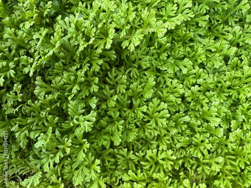 Green plant Texture and Background
