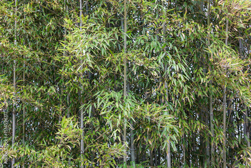 Tall, straight-growing bamboos. A bamboo forest.