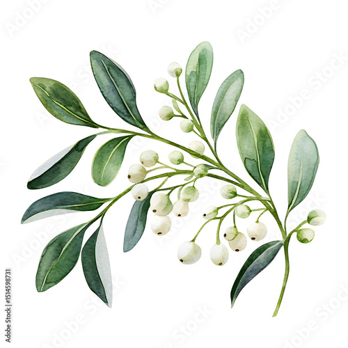 White mistletoe illustration watercolor flowers.png