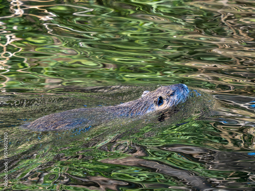 Nutria
