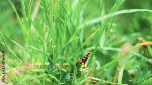 Closeup macro shot of a small red bug with black stripes walking on a blade of grass during the summer season at Marbal village in Lahaul and Spiti district, Himachal Pradesh, India. 
