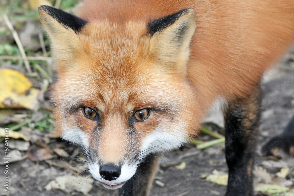 Fototapeta premium Fox portrait close up looking intently