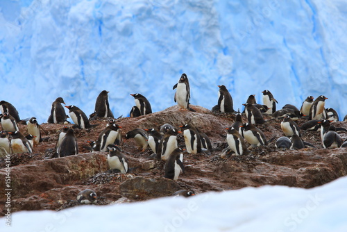 Gentoo Penguin Colony Nesting with Chicks on Rocky Cliffside at Neko Harbour Antarctica