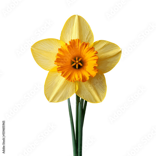 Yellow daffodil flower close up spring blossom floral bloom isolated black background studio shot narcissus on transparent background