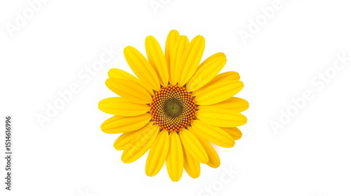 A single yellow flower with a brown center is isolated against a white background in a studio shot created with generated ai