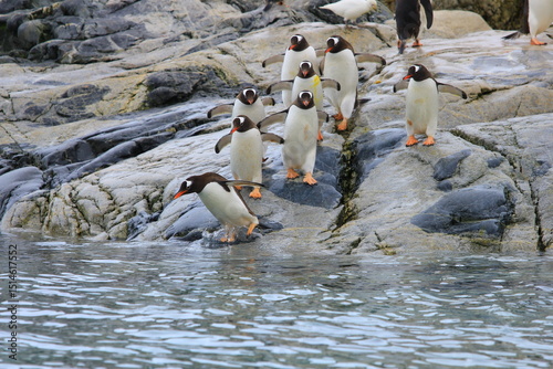 Gentoo Penguins Preparing to Dive into the Icy Antarctic Sea