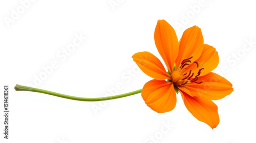 A single orange flower with a long green stem isolated against a white background in a studio shot created with generated ai
