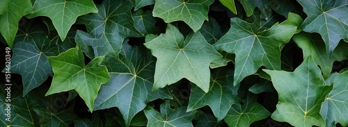 Lush Green Ivy Leaves on a Wall photo