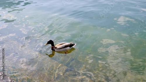 Duck swimming in clear water near stone steps.

