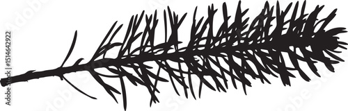 Black Silhouette of a Single Pine Branch Isolated