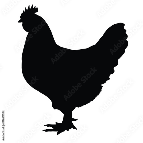hen and rooster