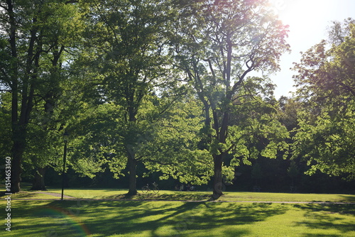 Photography Bright green forest trees on a sunny afternoon, Stockholm, Sweden, Scandinavia,
