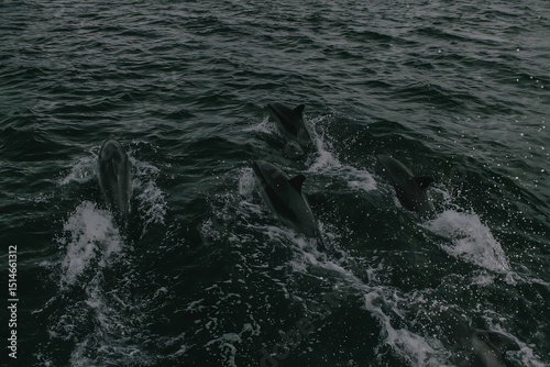 Dolphins playing in dark choppy waters photo