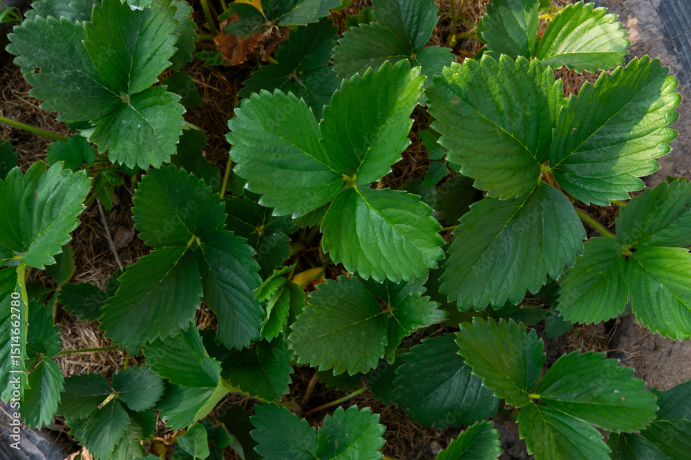 Strawberry seedlings in the garden. Selective focus. Strawberry seedlings in the garden. Selective focus.