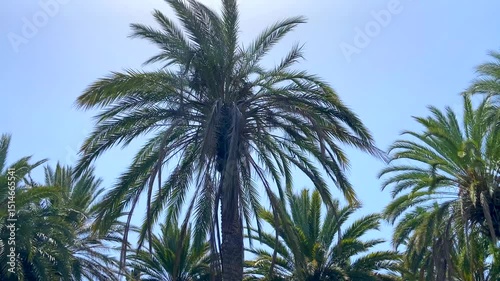 Palm trees swaying against blue sky at tropical beach.Summer, travel,vacation,relax concept,4K
