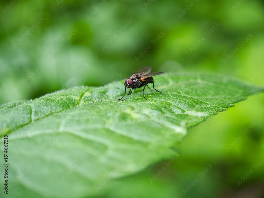 Close-up view of a fly resting on a green leaf in a natural habitat during daylight Close-up view of a fly resting on a green leaf in a natural habitat during daylight