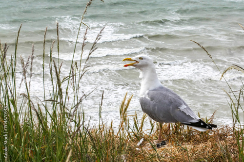 Goéland argenté - larus aregentatus - sur le front de mer