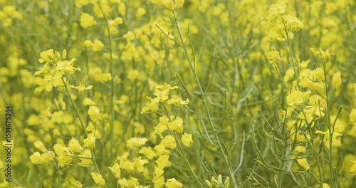 The rapeseed flower swaying in the wind in a rapeseed field
